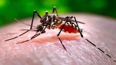 Dengue