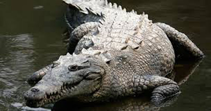 Crocodile