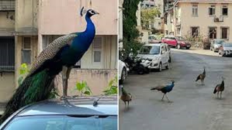 Video of peacocks dance on deserted Mumbai streets wins internet ...