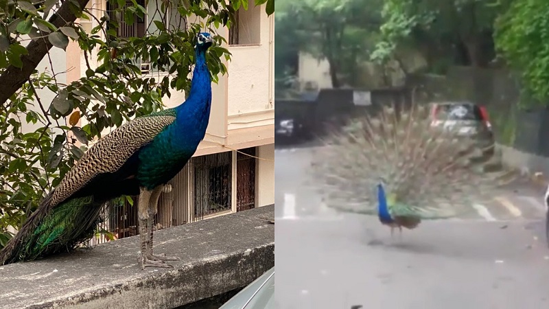 Video Of Peacocks Dance On Deserted Mumbai Streets Wins