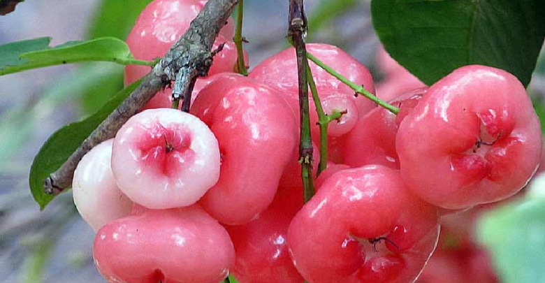 The 5 health benefits of the fragrant Rose apple(Champa) – East Coast