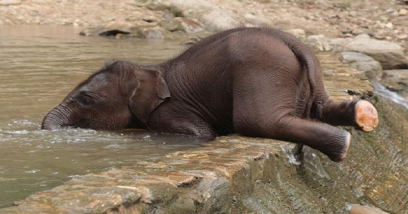 Adorable!!! Watch the cute video of a baby elephant enjoying his bath.... |  Entertainment DH, DH Latest News, DH NEWS, Latest News, NEWS,  International, Entertainment, Special, Health, Video, Funny , baby elephant,  bath