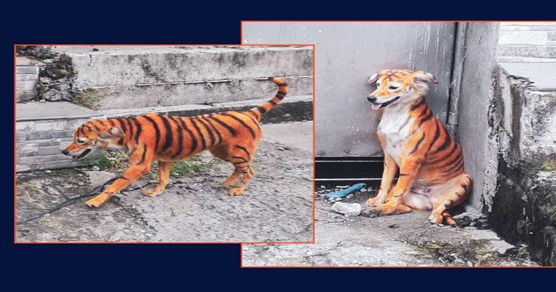 dog that looks like a tiger