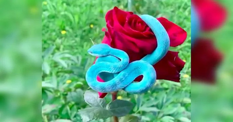 Red rose reddit