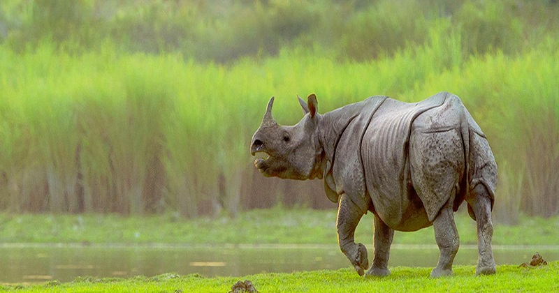 Kaziranga National Park will reopen from today, for tourists.... | DH Latest News, DH NEWS, Entertainment DH, Latest News, India, NEWS, Nature & Wildlife, Entertainment, Special , Assam, Kaziranga National Park, reopening
