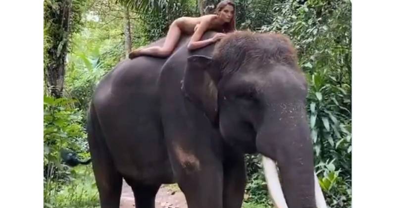Russian models naked photoshoot on the elephant triggers 