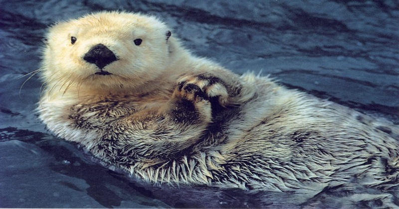 Woman checks sea otter’s temperature, check Viral video | DH Latest ...