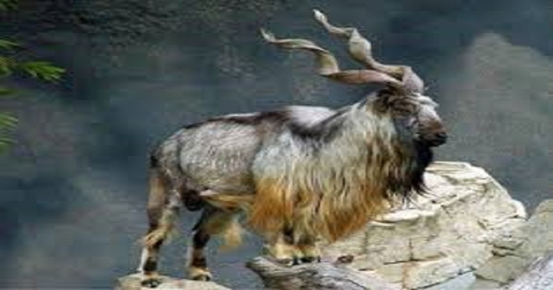 Guests Of Honour: Pakistan's National Animal Markhors Visit India | DH  NEWS, Delhi, DH Latest News, Latest News, India, NEWS, Nature & Wildlife,  International, Festivals & Events, Special , Markhors, Kazinag National