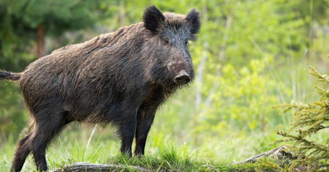 Kerala Govt sanctions permission to kill troublesome wild boars | DH Latest  News, DH NEWS, Kerala, Latest News, NEWS, Nature & Wildlife , wild boars,  Wildlife Week Celebrations, permission to shoot, gun