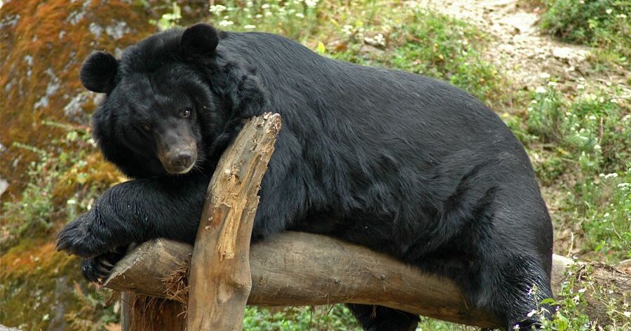 Black Bear Enters Sikkim Raj Bhavan Eat Chickens Captured Dh Latest