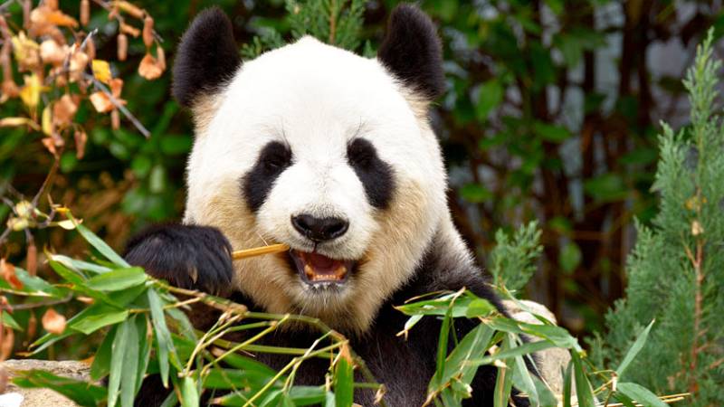 Since when do pandas eat bamboo? Researchers have an answer. | DH ...