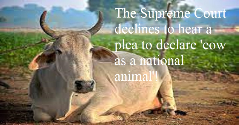 The Supreme Court declines to hear a plea to declare 'cow as a national animal'! | Delhi, DH Latest News, DH NEWS, Latest News, NEWS, India, Nature & Wildlife, Special, Politics , The Supreme Court declines to hear a plea to declare 'cow as a national animal'! | Delhi, DH Latest News, DH NEWS, Latest News, NEWS, India, Nature & Wildlife, Special, Politics ,