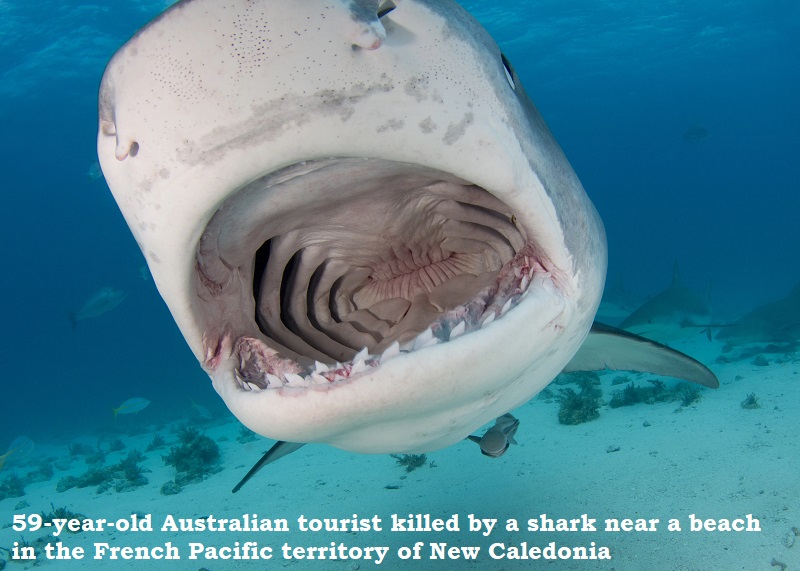 tourist killed by shark in new caledonia